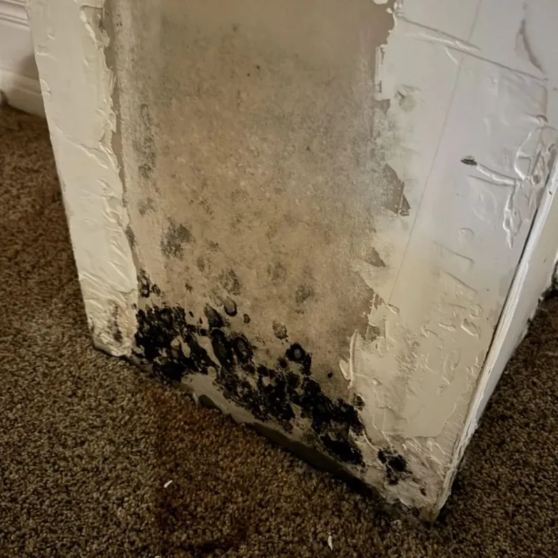 Professional Mold Removal in University Park, NM
